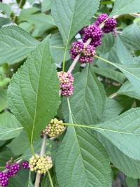 American beautyberry with ripening purple berries