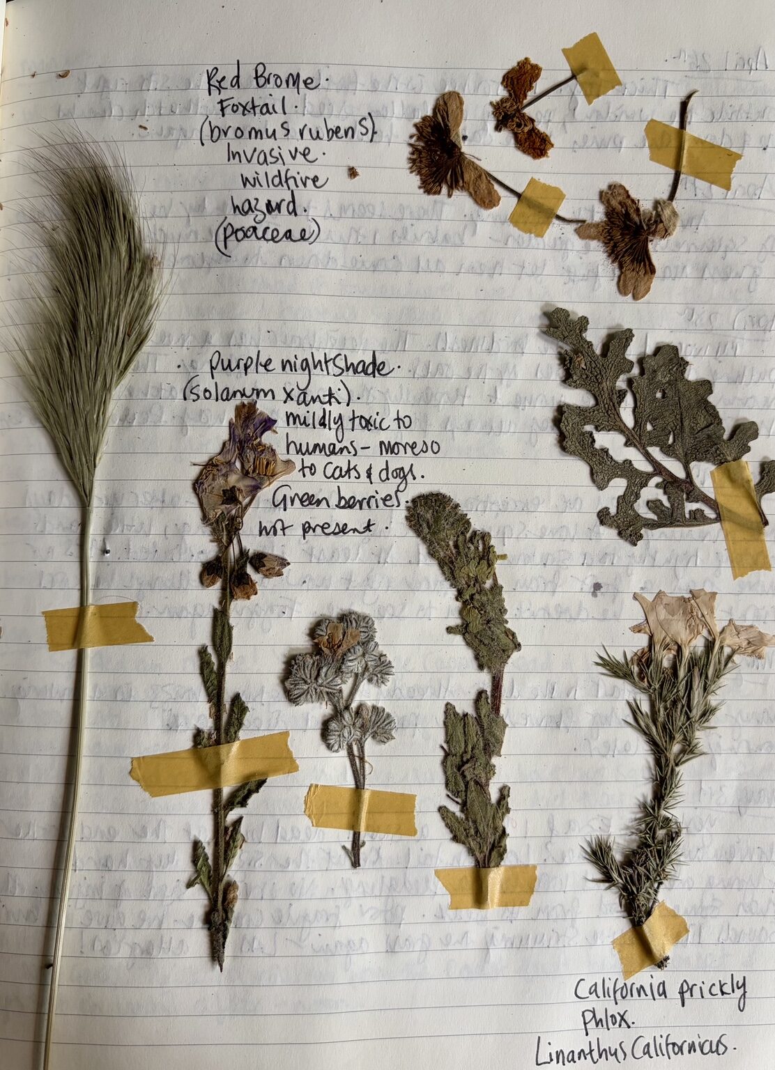 Pressed specimens including red brome, purple nightshade and California prickly phlox