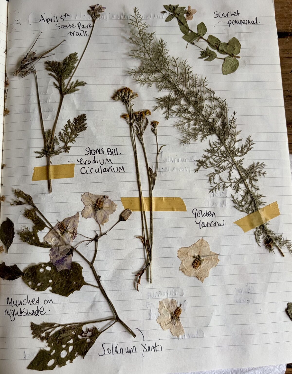 Pressed plants gathered on the Soule Park trails on April 5