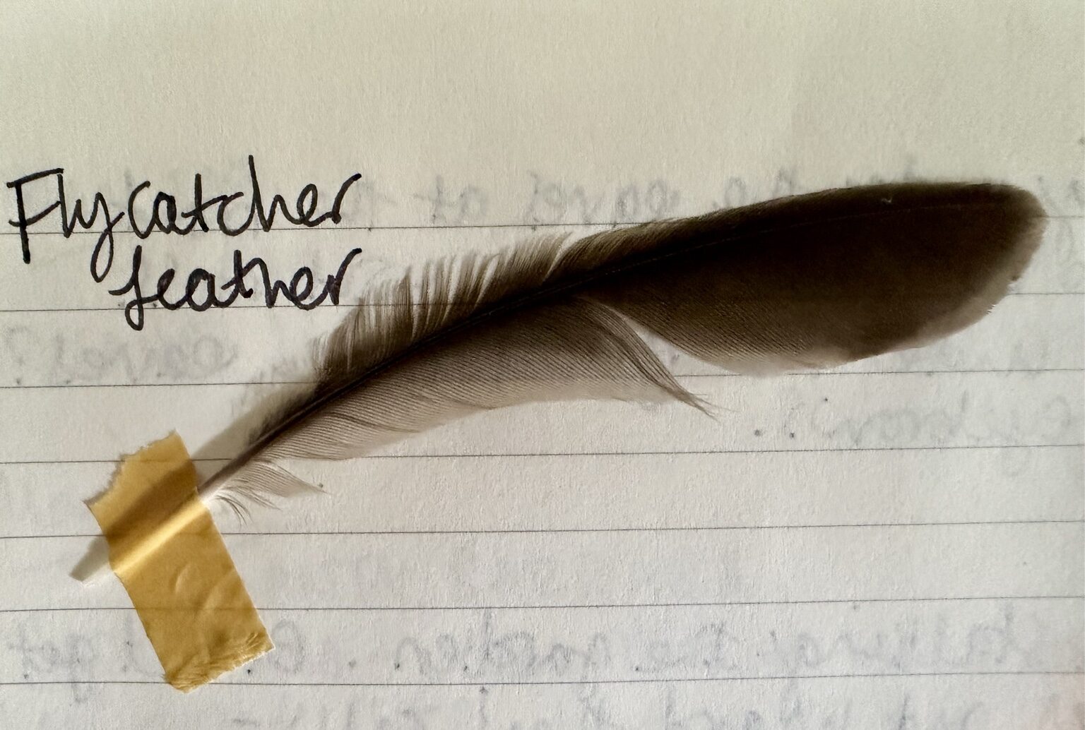 A flycatcher feather taped into the field notebook