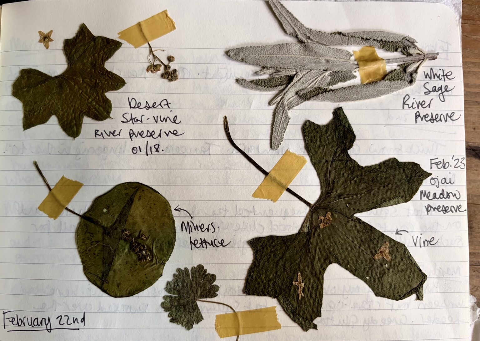 Pressed California leaf specimens with handwritten labels: desert star-vine, white sage, miner’s lettuce and vine