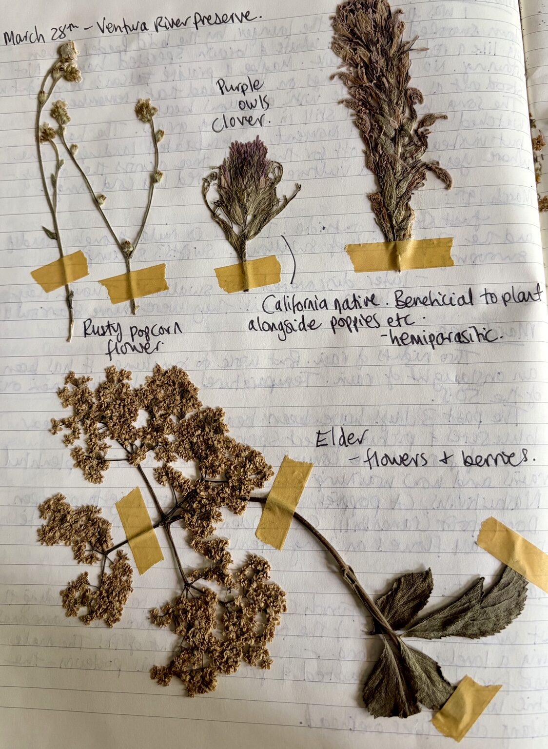 Pressed plants gathered at Ventura River Preserve on March 28