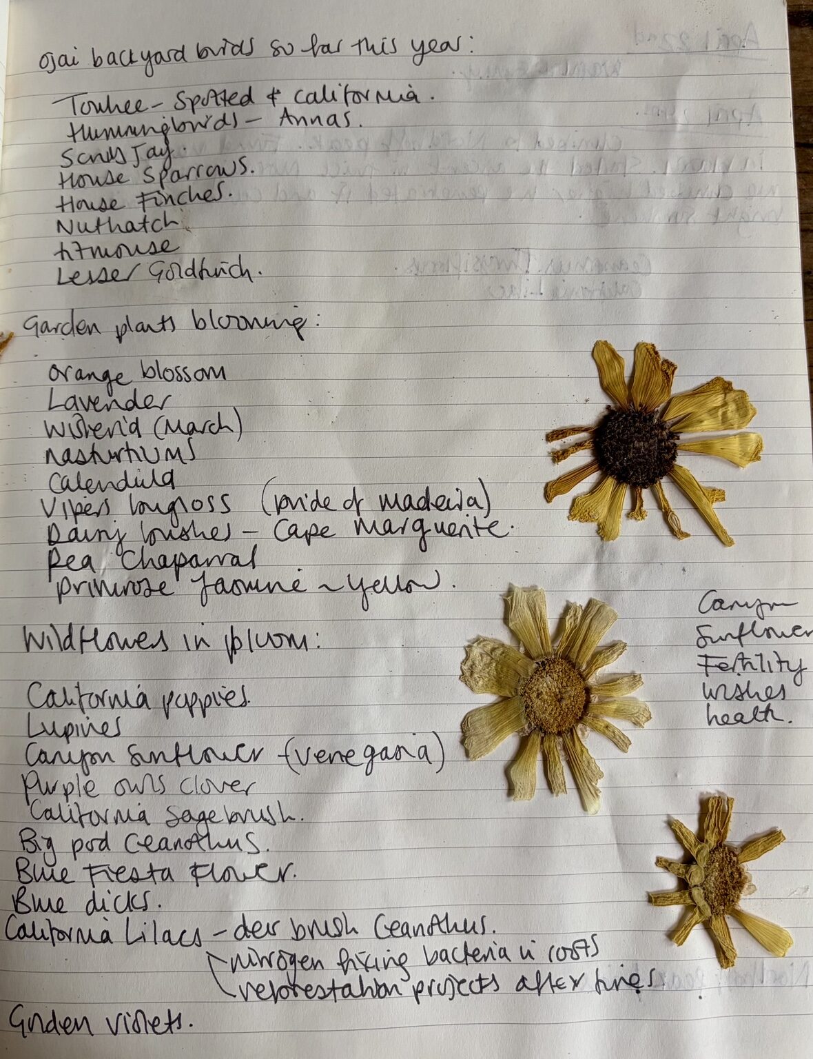 Ojai backyard bird and blooming plant lists with pressed flower heads