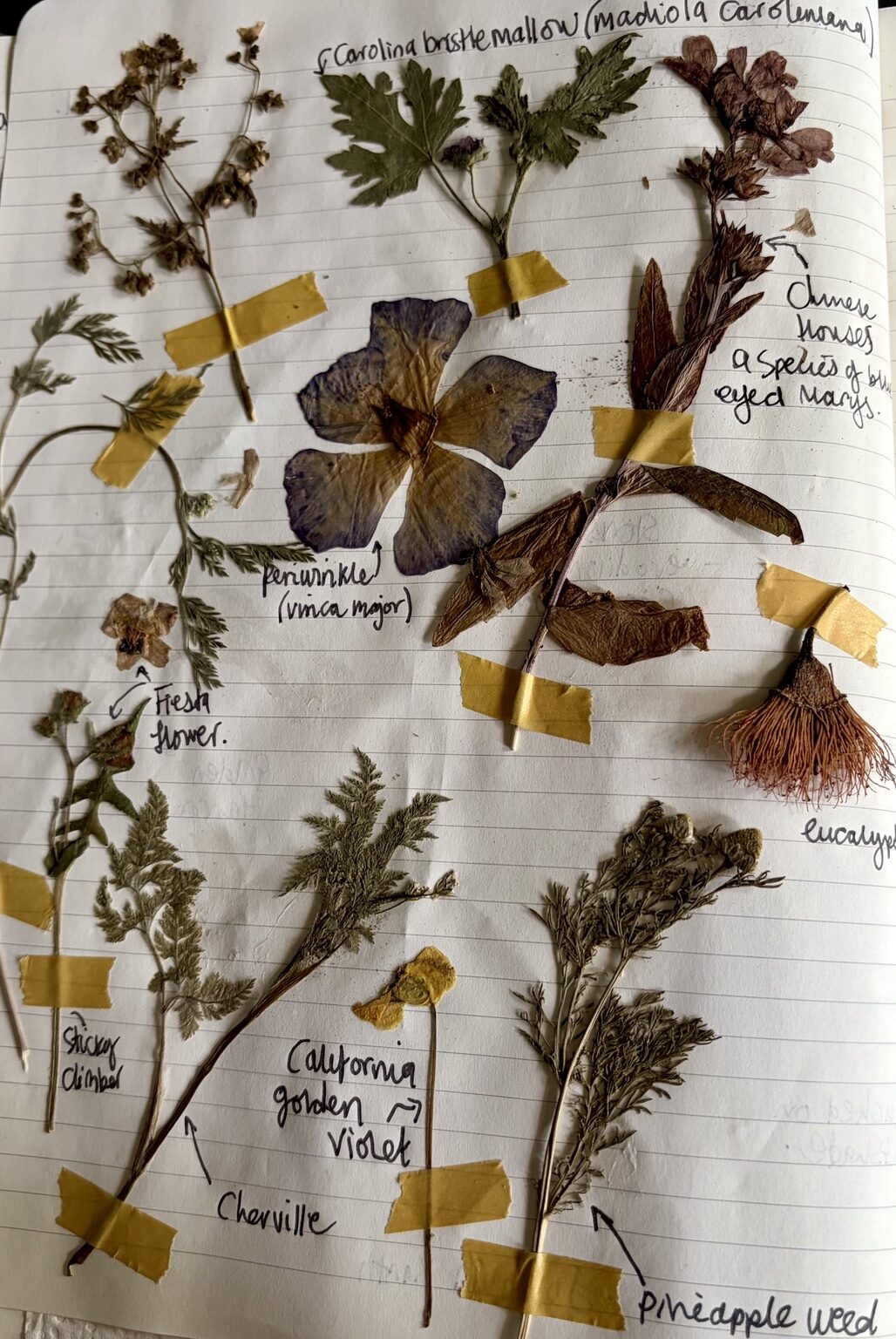 Pressed flower specimens including Carolina bristlemallow, periwinkle and California golden violet
