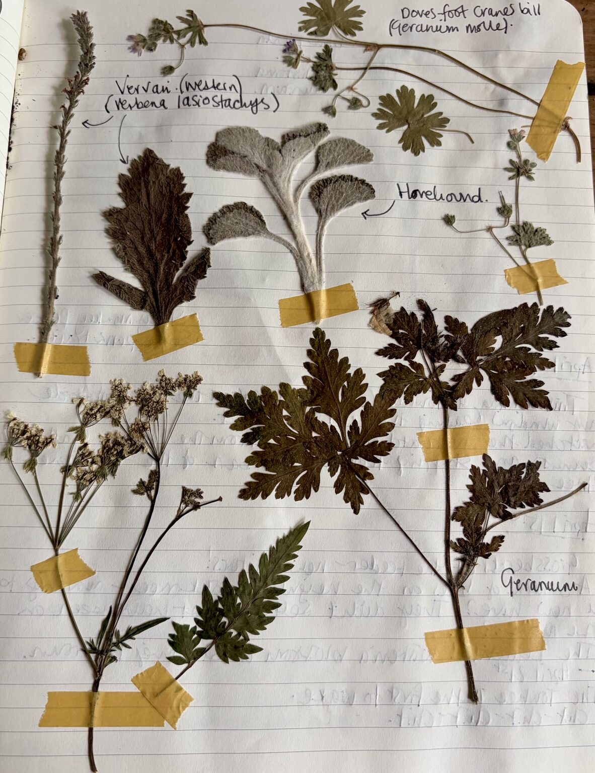 Pressed specimens including vervain, horehound and geranium