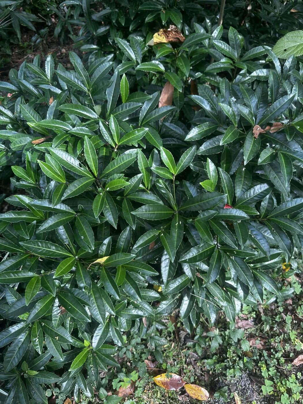 Dense evergreen coral ardisia at the woodland edge