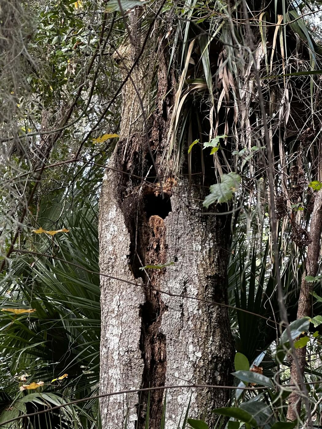 A cavity in a standing dead tree