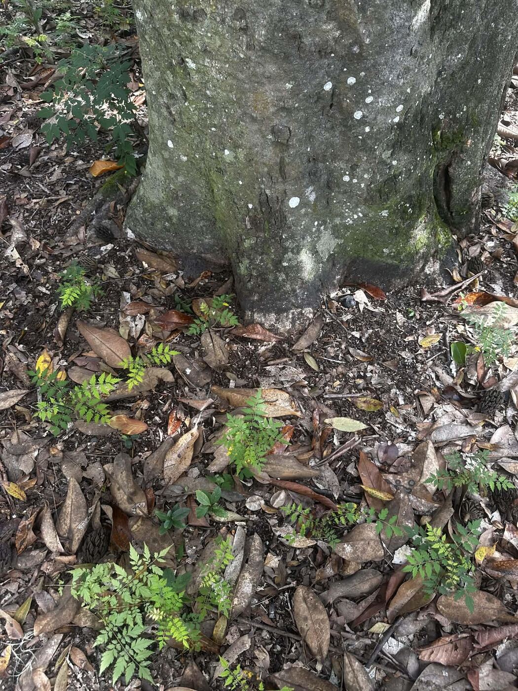 Goldenrain tree seedlings emerging around a mature tree base