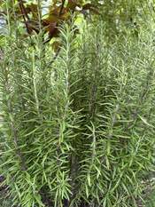 Rosemary plant with green needle-like leaves