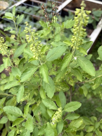 Tulsi plant with green leaves and flowering spikes